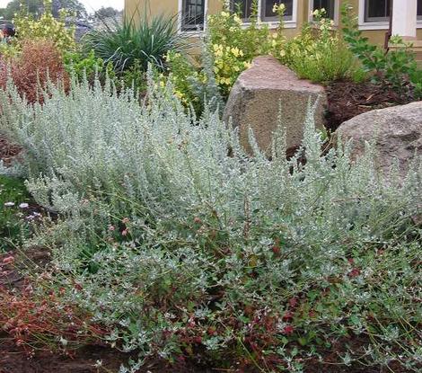 A Argia Designs Landscape native design with Cliff Buckwheat and Artemisia californicaX Montara. - grid24_12