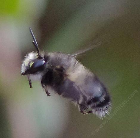 Anthophora species , Digger Bee in flight - grid24_12