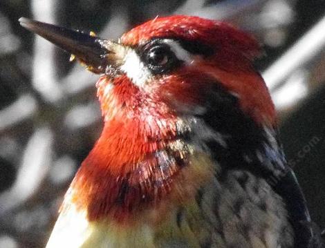 Sap sucker, Red-naped Sapsucker (Sphyrapicus nuchalis) - grid24_12