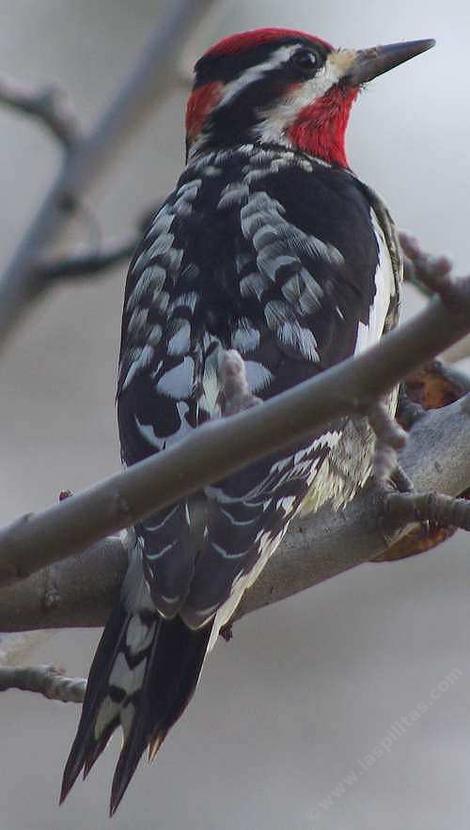 Red-naped Sapsucker (Sphyrapicus nuchalis) - grid24_12