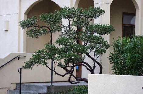 Howard McMinn Manzanita can be pruned into a weird open bush. Not natural, or is it? - grid24_12