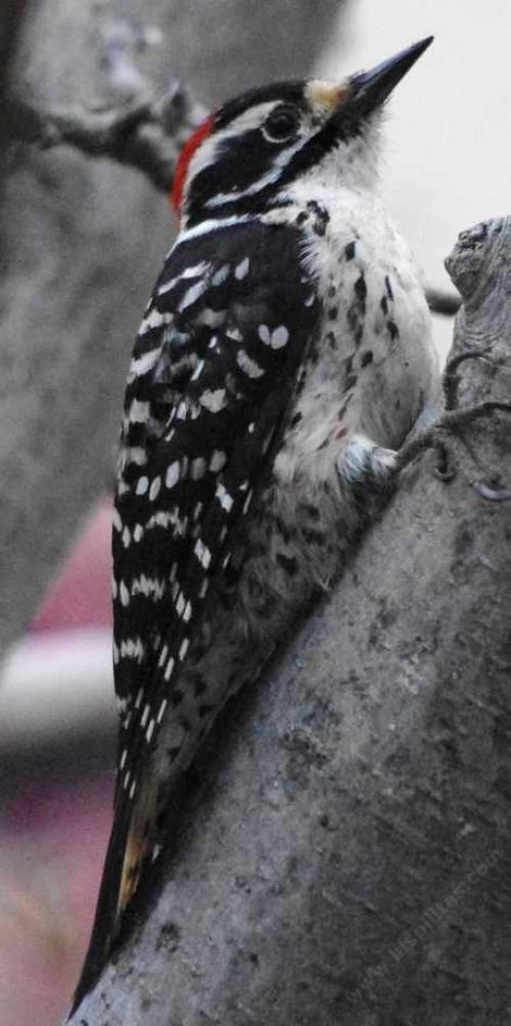 Nuttall's Woodpecker - grid24_12