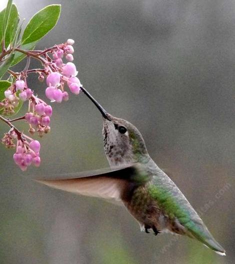 Anna hummingbird on Arctostaphylos Baby Bear manzanita flowers - grid24_12