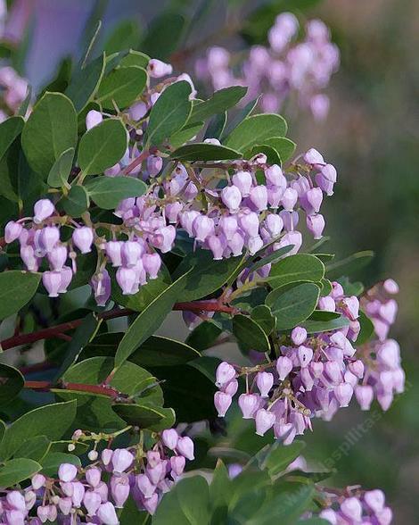 Colder weather seems to make the manzanita flowers pink - grid24_12