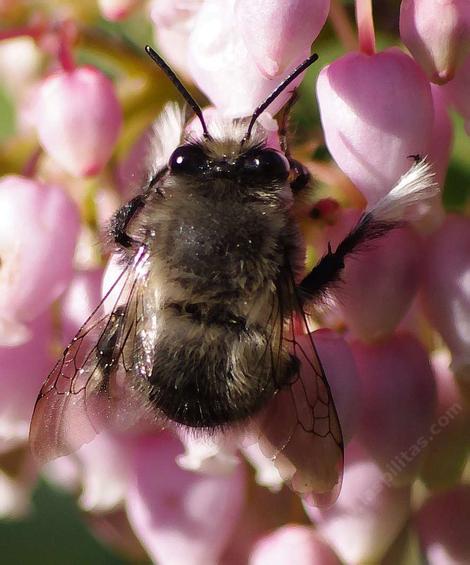 The back side of a Digger Bee, Anthophora species - grid24_12