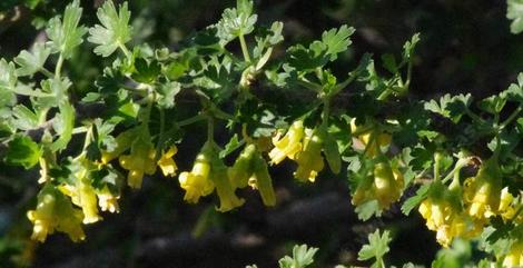 Ribes quercetorum. Oak Gooseberry, Yellow Gooseberry - grid24_12