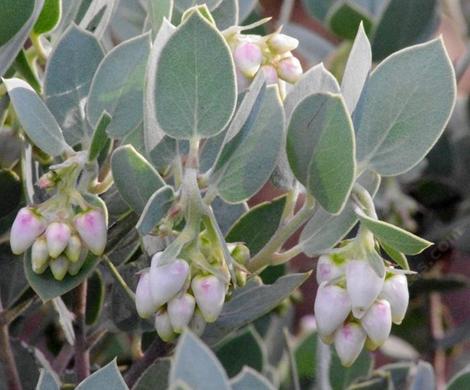 Arctostaphylos obispoensis San Luis Obispo Manzanita Serpentine Manzanita flowers - grid24_12