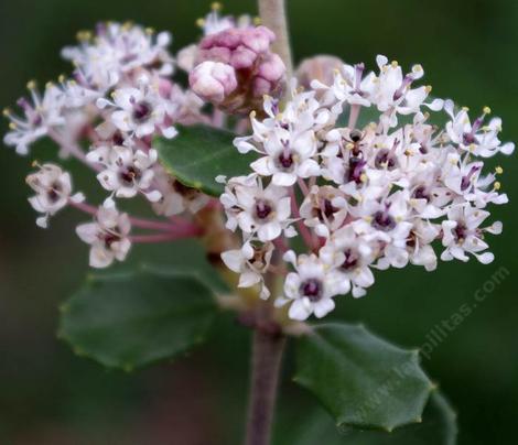 A close up of Ceanothus crassifolius, Hoary-leaved Ceanothus flowers - grid24_12