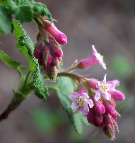 A close up of  Ribes malvaceum
