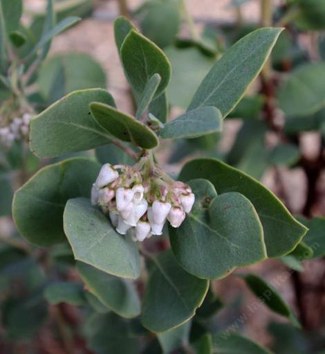 Arctostaphylos otayensis flowers - grid24_12