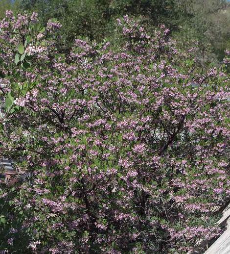 Baby Bear manzanita bush is covered with pink  flowers the hummingbirds and native insects like. Quite a hedge plant. - grid24_12