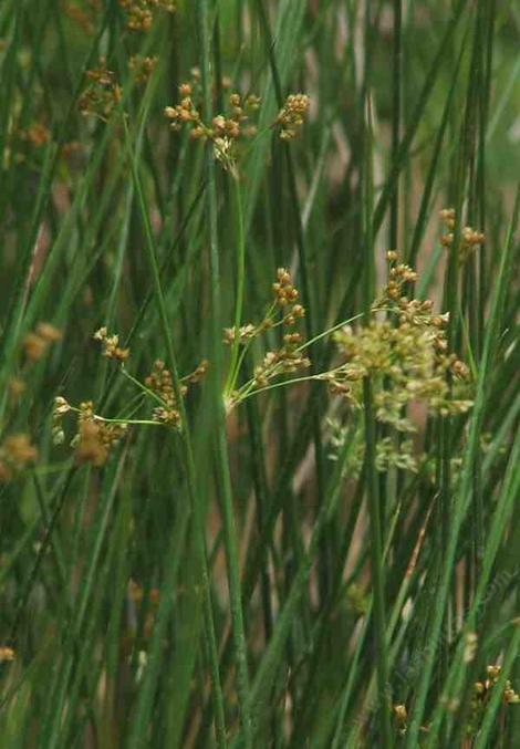 Juncus effusus Common Rush - grid24_12