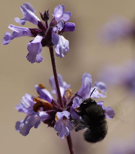 Salvia brandegei, Brandegees Sage, with a visiting Anthophora pacifica, Digger bee. Don't freak out. These little guys are great pollinators and the biggest buzzers. Digger bees seem to see humans as cows, an if you're polite, they avoid you. If you really provoke them they may bounce off of your head. I can't find any reports of stings, I've never been bothered, but I'm in awe of their intelligence and flying agility. They behave like a cattle dog, and I'm the cow. Native plants bring native insects. - grid24_12