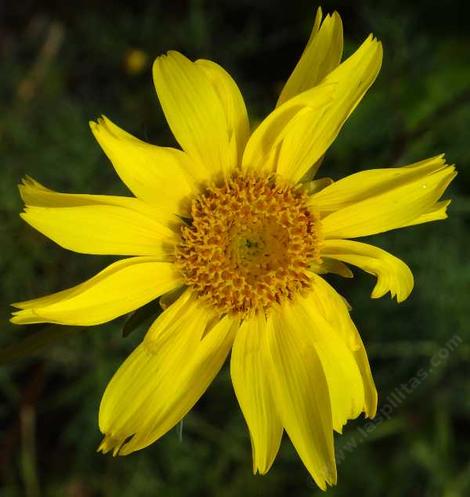 Coreopsis maritima Beach Coreopsis - grid24_12