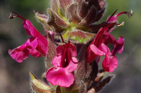 hummingbird sage flower closeup - grid24_12