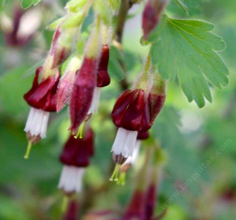 Ribes amarum, Bitter Gooseberry little rockets that the hummingbirds and bees like - grid24_12