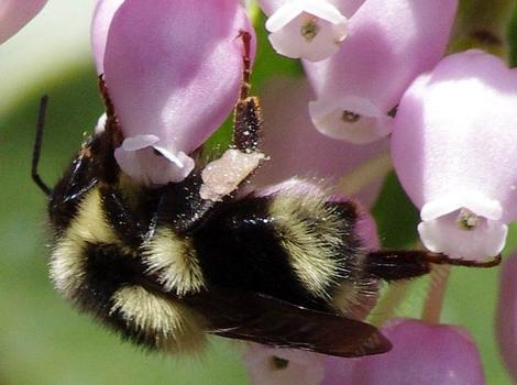 Bombus edwardsii Bumblebee on Austin griffin - grid24_12