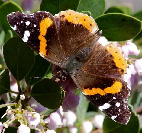 Open winged Red Admiral Butterfly, (Vanessa atalanta) on a Austin Griffin manzanita. - grid24_12