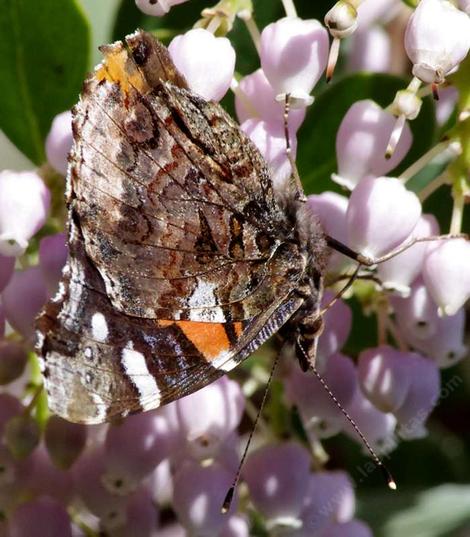 DSide of Red-admiral butterfly (Vanessa atalanta) on Austin Griffin Manzanita. - grid24_12