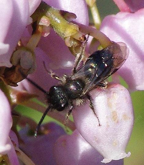 Andrena burrowing bee - grid24_12