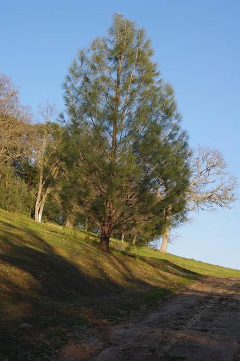 Pinus sabinana, Gray, Foothill, Digger Pine - grid24_12
