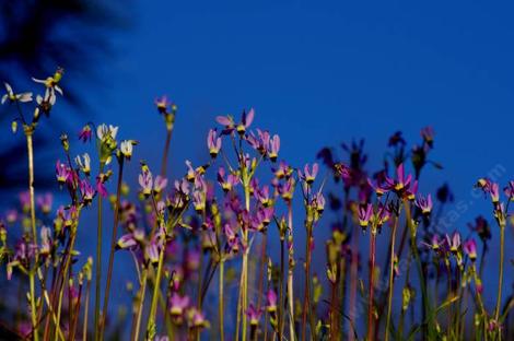 Dodecatheon clevelandii, shooting stars - grid24_12