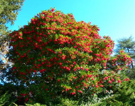 Christmas berry or Toyon  bush occurs up and down the California coast and Sierras. - grid24_12