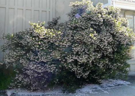 Arctostaphylos densiflora, Sentinel Manzanita works well as a low hedge or foundation plant. - grid24_12