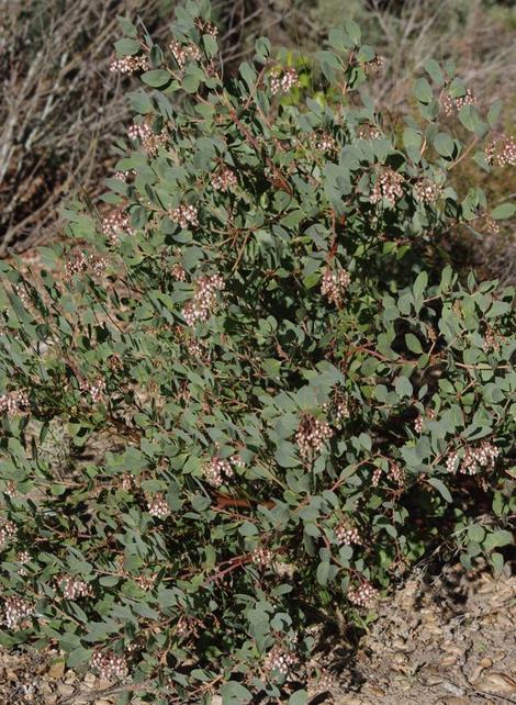 Arctostaphylos rainboensis is a nice little shrub that can be used as a low mounding shrub or high groundcover. - grid24_12