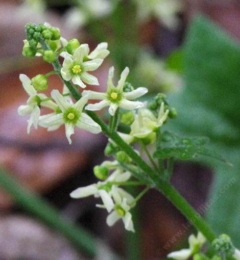 Man Root, Wild Cucumber flowers - grid24_12