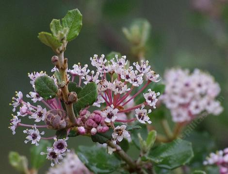 Ceanothus crassifolius Hoary Leaved Lilac flowers. - grid24_12