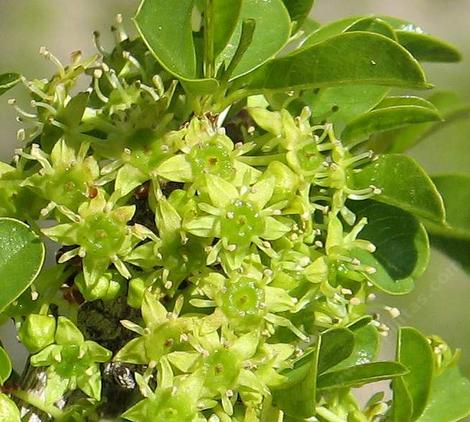 Ziziphus parryi California crucillo, lotebush, Parry Abrojo, flowers - grid24_12