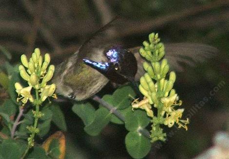 Hummingbird on Lonicera interrupta - grid24_12