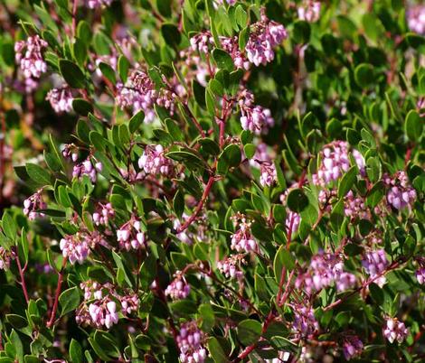 Harmony manzanita with pink flowers and green leaves. - grid24_12