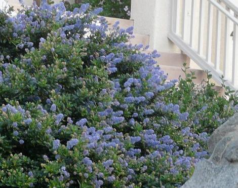 Ceanothus Joyce Coulter in a San Francisco garden. - grid24_12