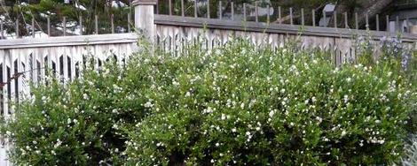 Ceanothus thyrsiflorus Snow Flurry in San Francisco. - grid24_12