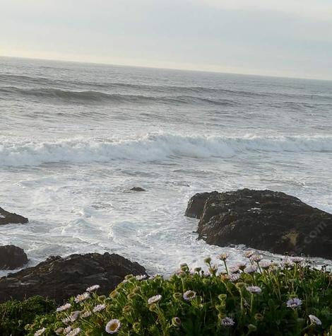 seaside daisy, San Simeon. Some of these areas are hard to define. Is this coastal strand, coastal sage scrub or coastal prairie? Probably coastal prairie. - grid24_12