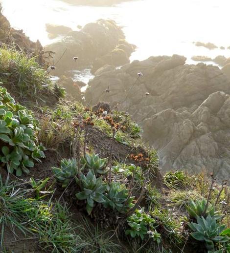 Dudleya lanceolata Liveforever, Erigeron glaucus and  Armeria maritima are native plants on this coastal bluff overlooking the ocean. - grid24_12