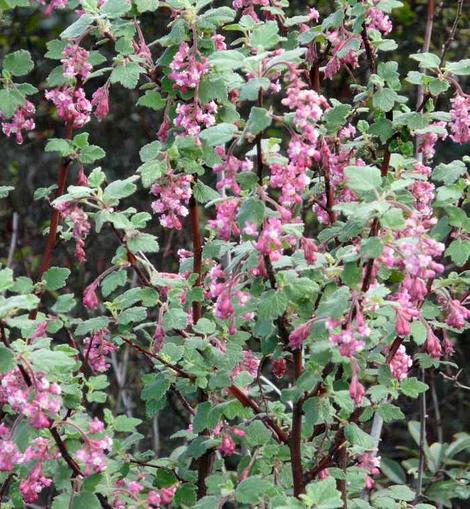 Ribes malvaceum, Pink Chaparral currant flower show. - grid24_12
