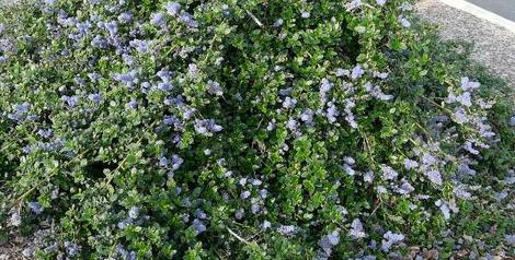 Ceanothus Yankee Point in a parking lot. This is probably the most popular ground cover in California. - grid24_12