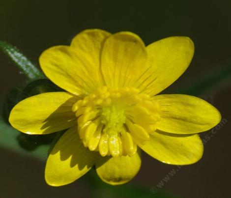 California buttercup - grid24_12