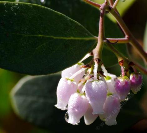 Arctostaphylos parryana. Parry Manzanita flowers after a spring rain. - grid24_12