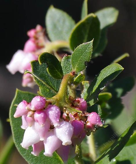 Arctostaphylos refugioensis, Refugio manzanita is native around Refugio pass, Santa Barbara. - grid24_12