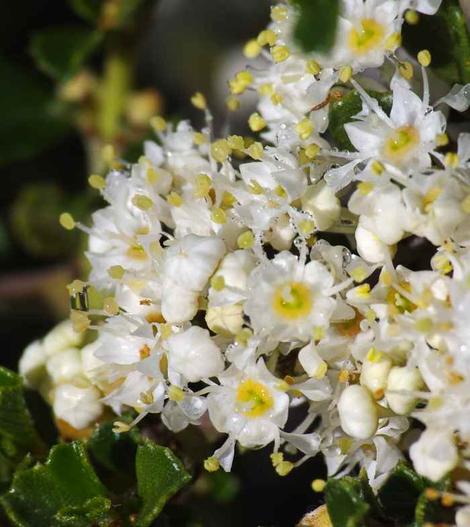 Ceanothus rigidus Snowball White Monterey Lilac flowers - grid24_12