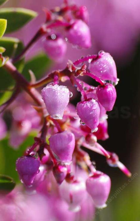 Arctostaphylos stanfordiana bakeri,  Louis Edmunds Manzanita flowers. Manzanitas are native plants that live almost entirely in California.  - grid24_12