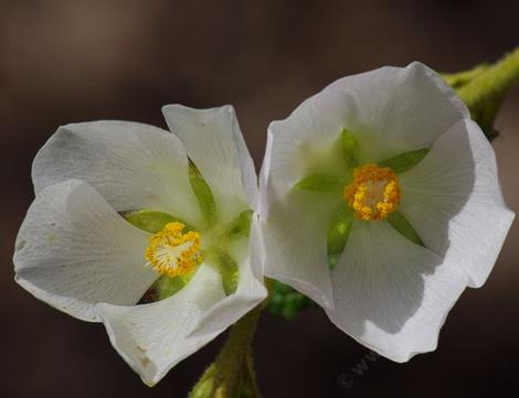 Malacothamnus palmeri involucratus. Carmel Valley Bush Mallow flowers. - grid24_12