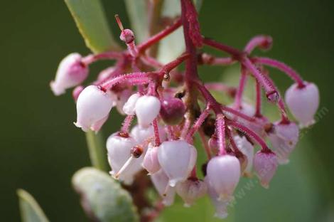 Arctostaphylos mariposa, Mariposa Manzanita - grid24_12