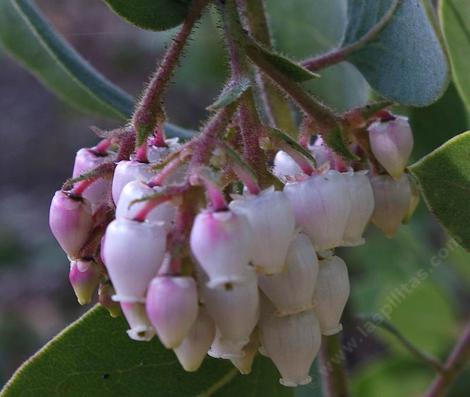 Arctostaphylos glandulosa adamsii Laguna Manzanita flowers. - grid24_12