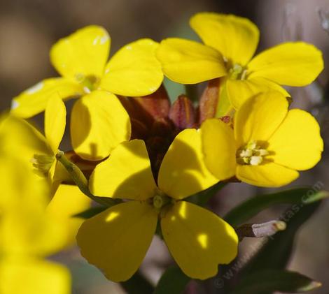 Erysimum menziesii - grid24_12