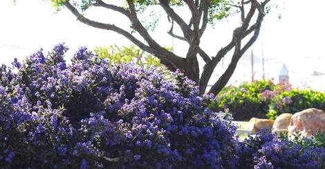 Ceanothus Dark Star in Morro Bay 100 feet from the water. - grid24_12